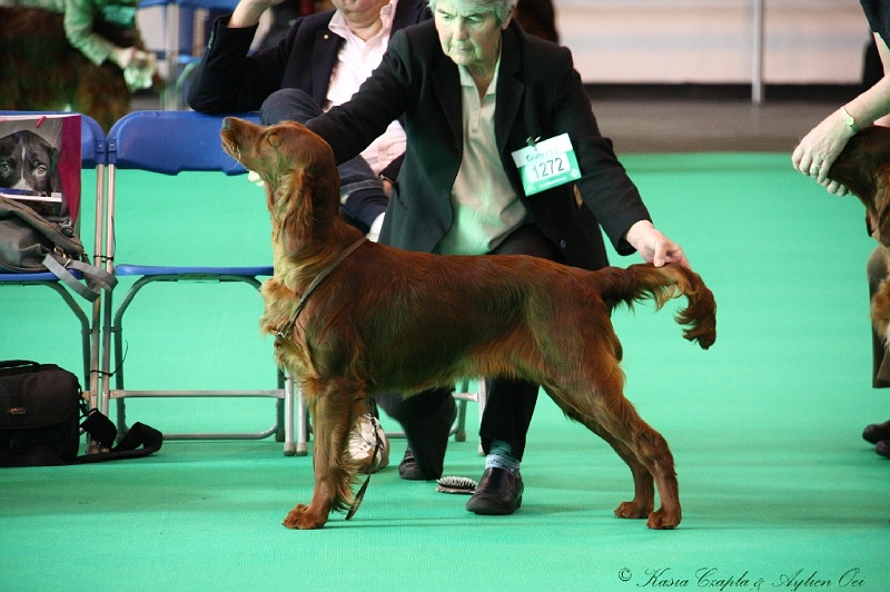 Crufts2011 065.jpg